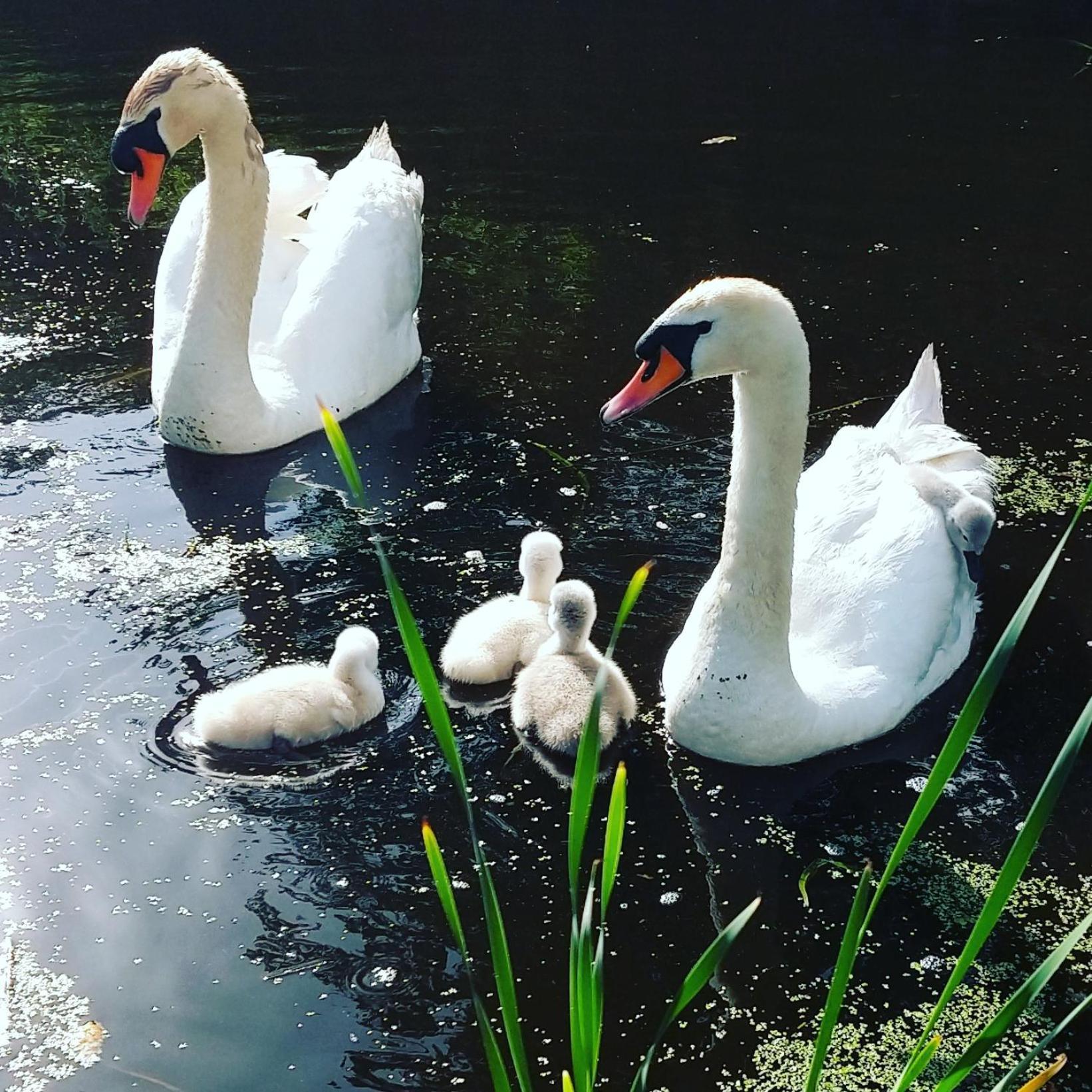 Het Waterhoentje Sint Jansklooster エクステリア 写真